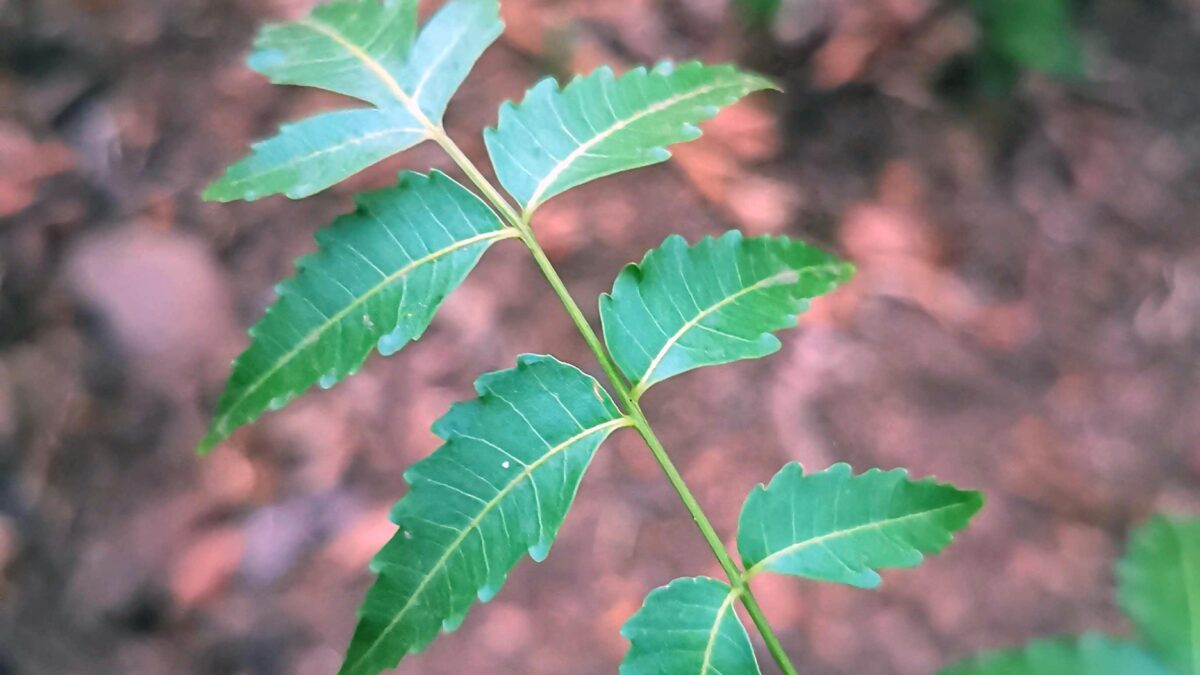 Neem One Of The Most Beneficial Plants For The Human Health